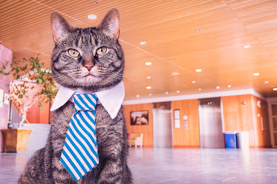 businesscat